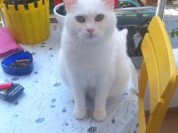 Safkan dişi 1 yaşında british shorthair