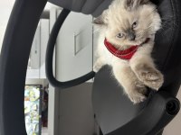 SEVGİ DOLU YUVA YAVRU KEDİMİZE