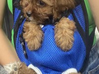 2 aylık maltipoo