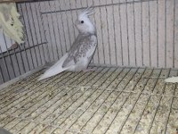 Yavru sultan papağanı 2 aylık