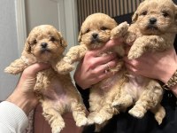 Toy poodle yavrular