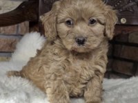 Toy Poodle Köpeği