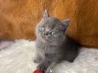 British Shorthair yavru kediler