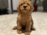En güzel toy poodle bebekler