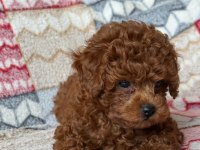 TOY POODLE KÖPEĞİMİZ