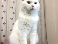 Yetişkin aktif erkek scottish fold