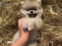 GÜLEN YÜZ ORANGE POMERANİAN BOO