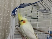 3.5 aylık kırmızı göz lutino sultan papağanı
