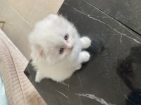 Kahramanmaraş içi elden teslim scottish fold kediler