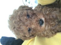 2,5 aylık mikro mama ve pedi hediyeli yavru poodle