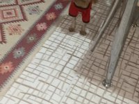 Toy Poodle 3 Yaşına Girecek