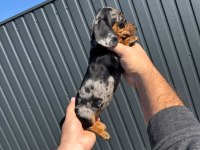 Orjinal Rabit Dachshund Yavrumuz
