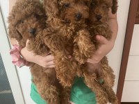 Sevimli Oyuncu Toy Poodle Yavrular