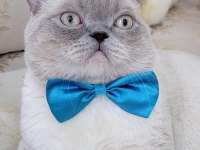 Safkan British Blue Point Dişi Erkek 2 Kedi