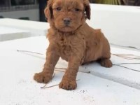 Redbrown Maltipoo 