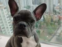 Yavrumuz güzel sağlıklı french bulldog