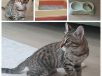 ÜCRETSİZ KEDİ SAHİPLENDİRİLİCEKTİR