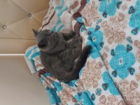 British shorthair dişi yavru