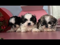 Mini mini shih tzu yavrular sizi bekliyor