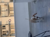 5 aylık beagle tüm aşıları yapıldı