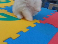 Kar beyaz pomeranian