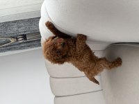 Sevgi Dolu Bir Yuva Arayan Tatlı Toy Poodle Yavrusu