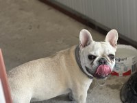 8 Aylık A Kalite French Bulldog