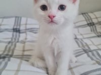 59 Günlük British Longhair Yavruları