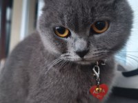 British shorthair kedisi 2 yaşında