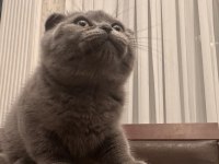 02.02 doğumlu scottish fold yavrularımız