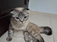 Ücretsiz sahiplendirme scottish fold kedimiz