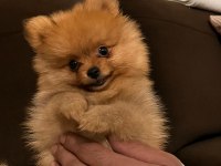 POMERANİAN TEACUP 2.5 AYLIK ERKEK