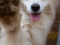 safkan samoyed