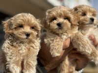 Wc eğitimli poodle ayarında maltipoolar