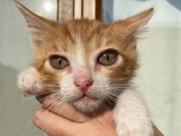 KIVANÇ YUVA ARIYOR SARMAN KEDİMİZ