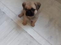 Kendi pug yavrumuz acil