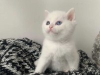 British shorthair bebekler