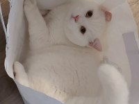 British shorthair sağlıklı kedimiz