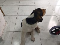 ÜCRETSİZ JACK RUSSELL