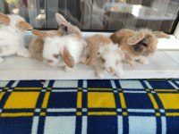 Hollanda Teddy Lop Tavşan