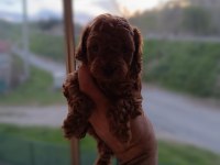 Aaa kalite teacup red brown poodle