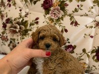 MALTİPOO DİŞİ BİBLO YAVRUMUZ