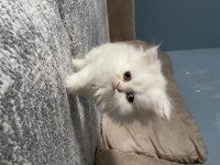 Exotic shorthair yavru 50 günlük