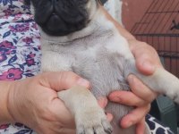 Pug mops bebekler