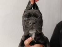 Cane corso yavrularımız ırk garantilidir