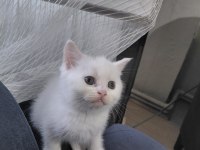 2 Aylık British Shorthair Yavru Kedilerimiz