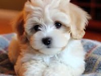 Anne altından sevimli maltipoo yavrular