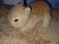 Netherland Dwarf Hollanda Cücesi Tavşan