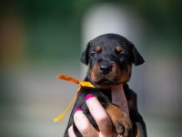 Asıl Doberman Yavrular