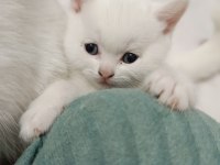 British shorthair Dişi